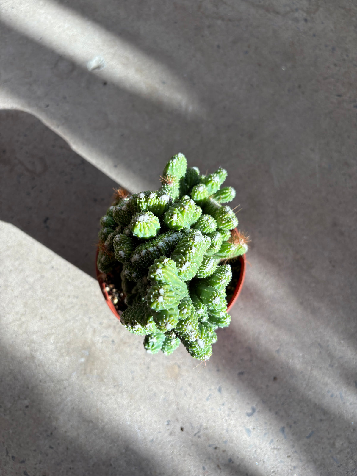 Cactus crested Monstrose spineless