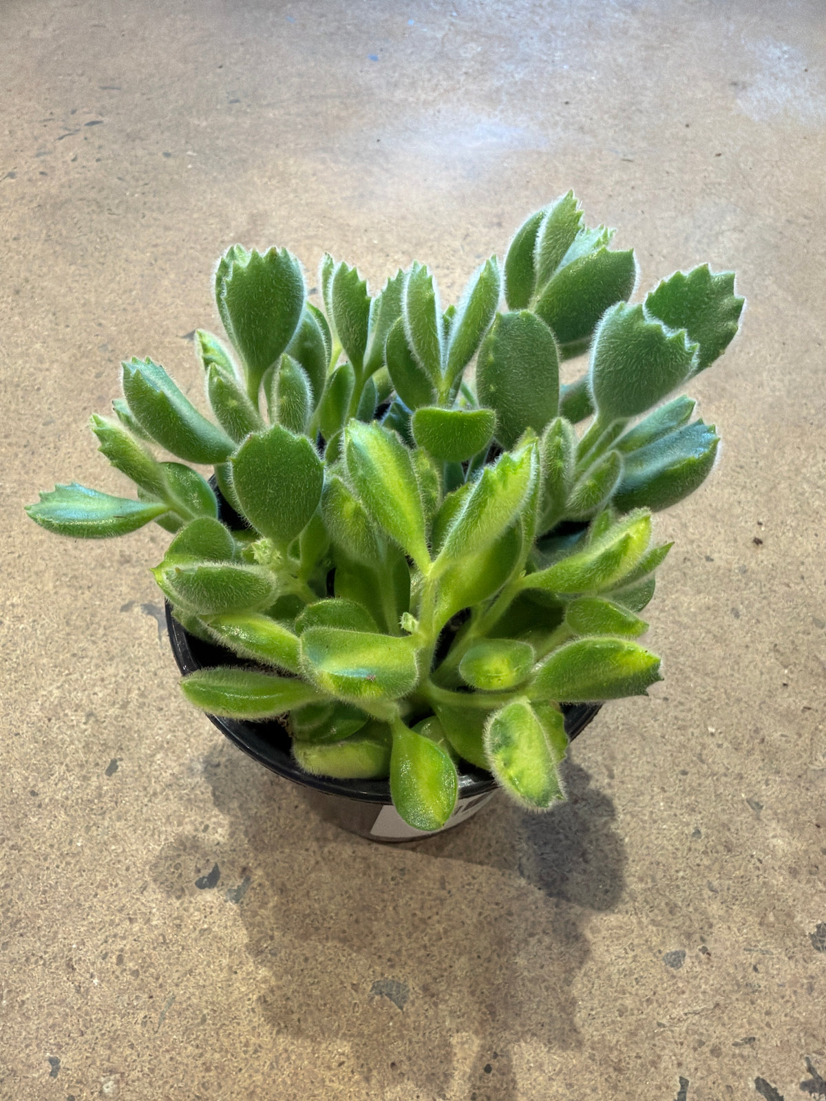 Cotyledon tomentosa « Lemon Stripes » (Bear Paws)