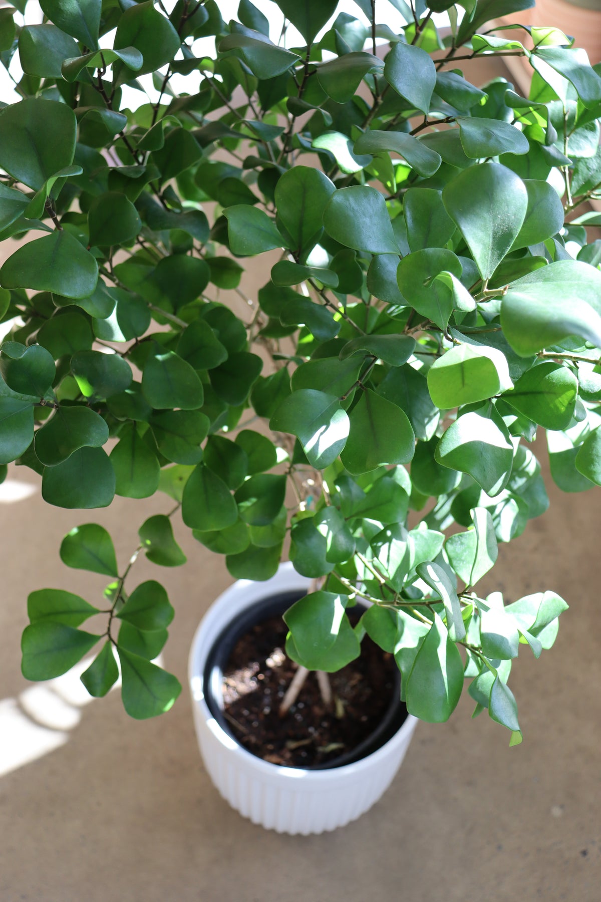Ficus « Nataliensis »