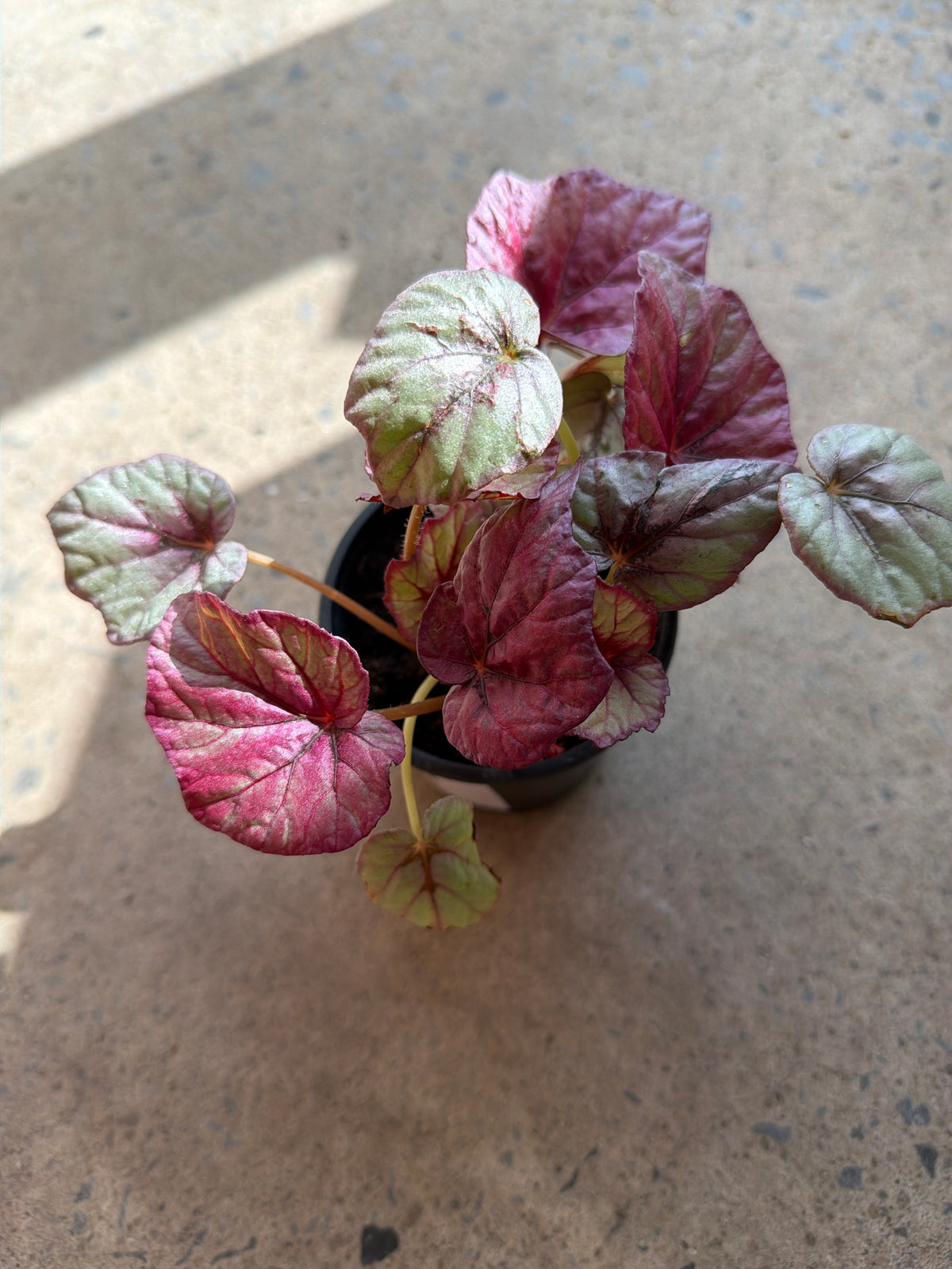 Begonia rex « Pink Inca Falme »