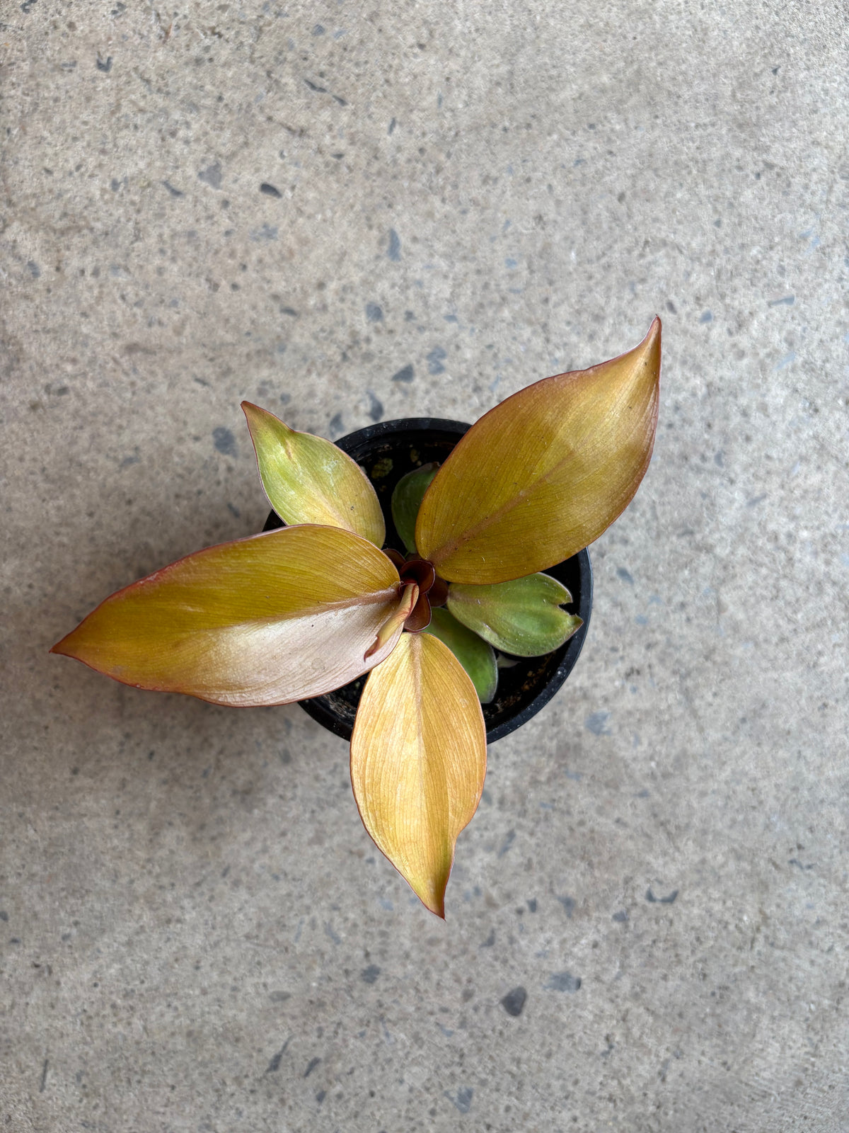 Philodendron McColey Final