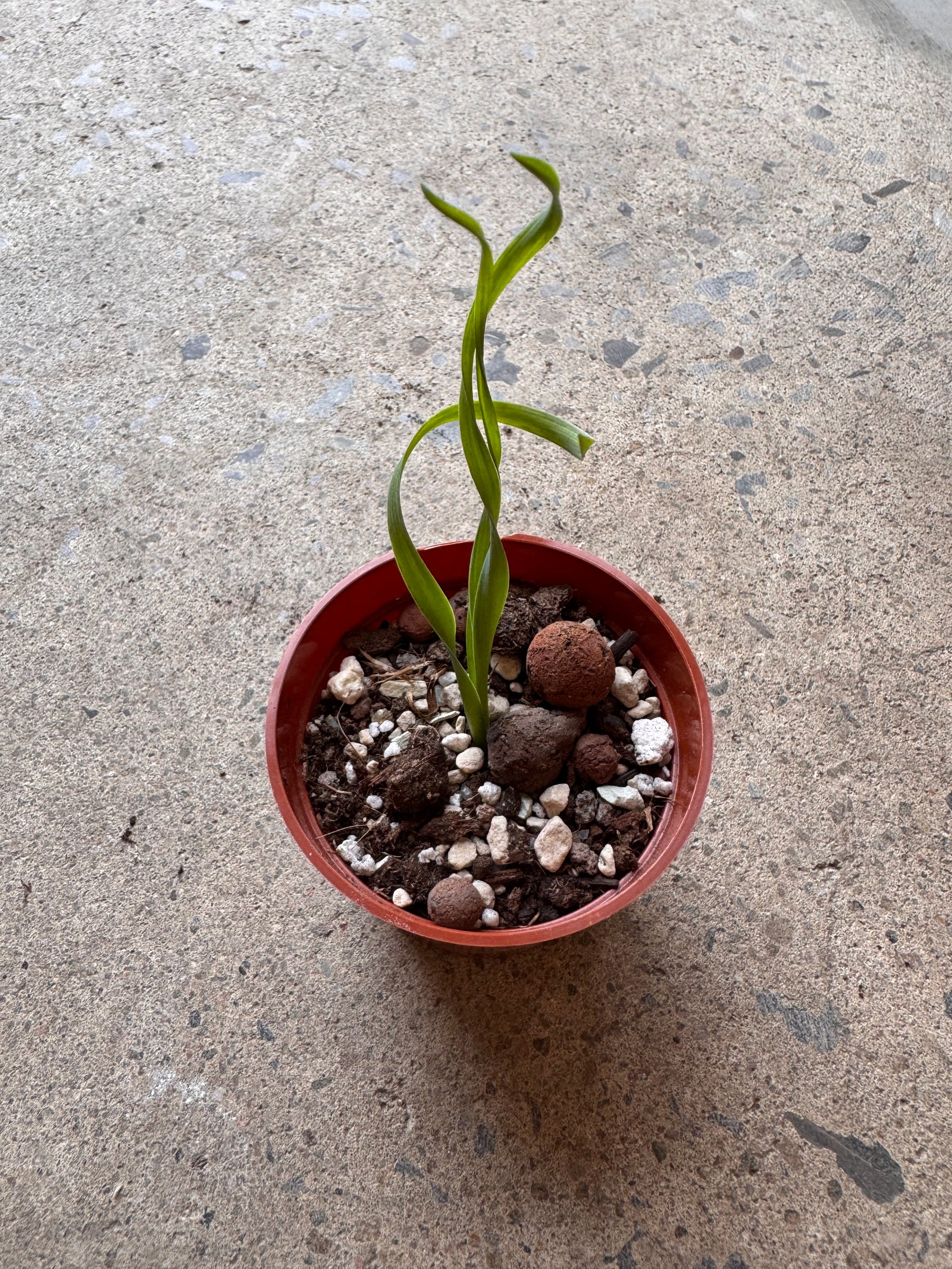 Albuca concordiana