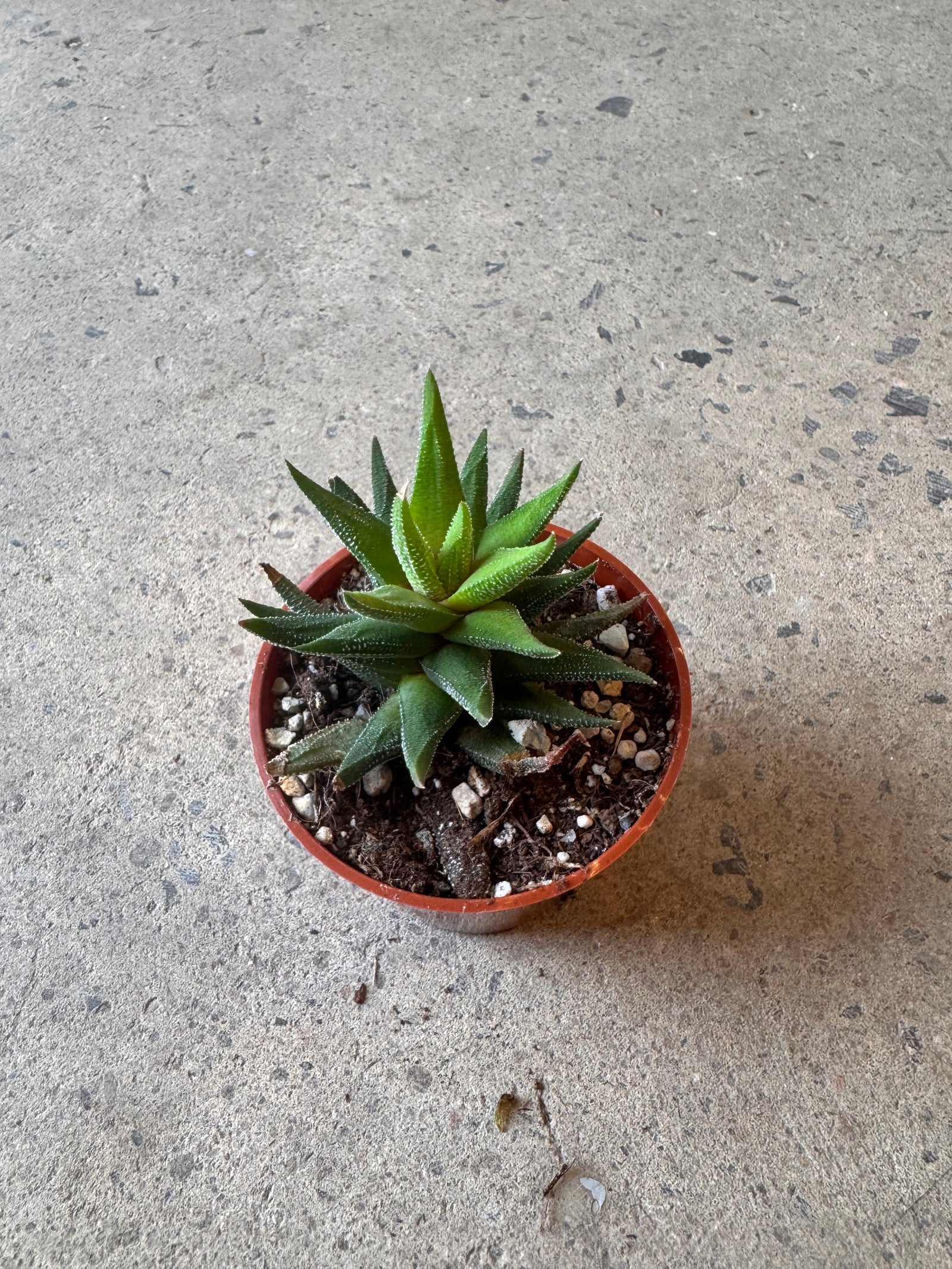 Haworthia attenuata