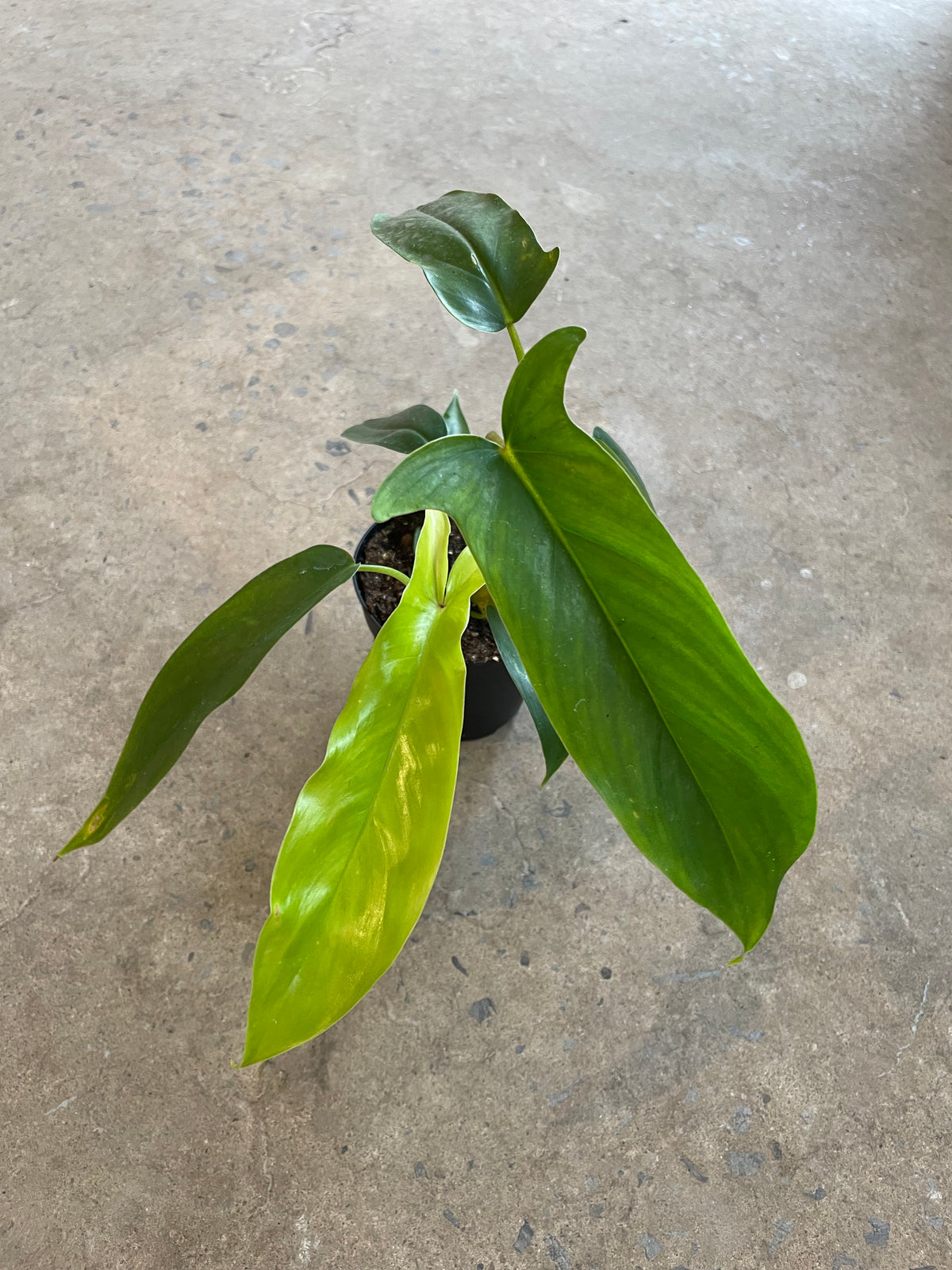 Philodendron 69686 « Bette Waterbury »