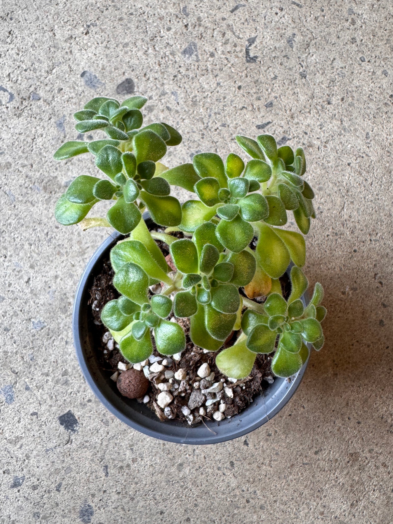 Aeonium lindleyi