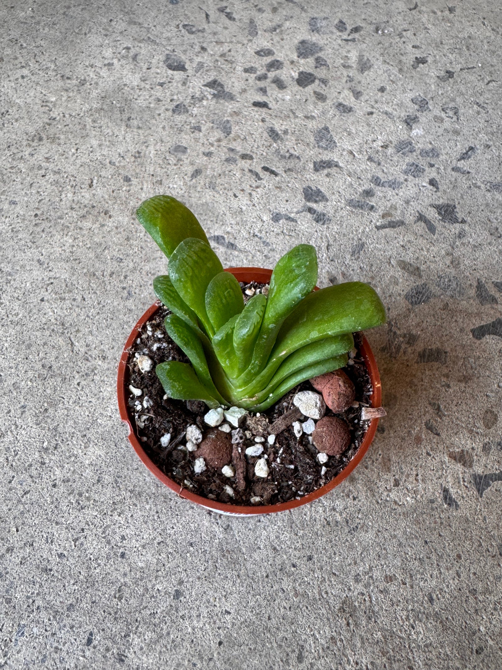 Haworthia truncata Lemon Lime