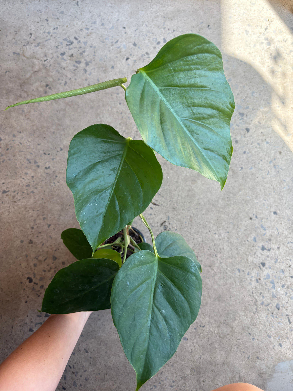 Monstera Sierrana
