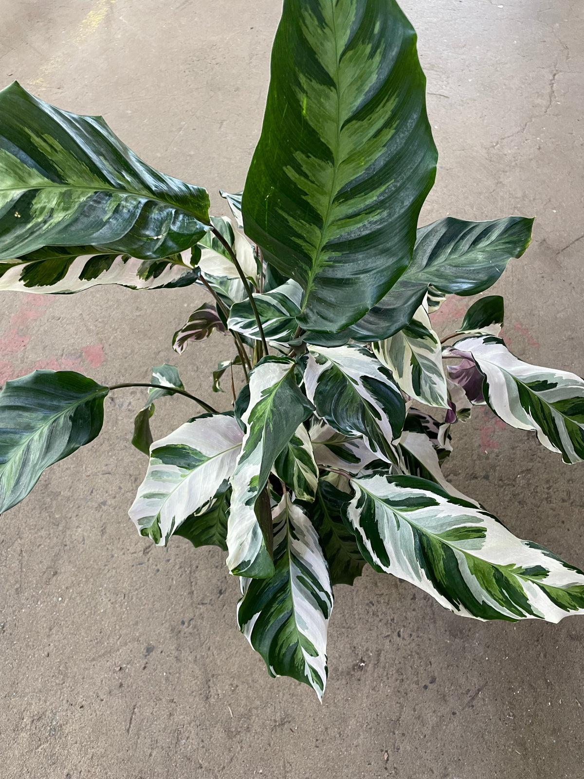 Calathea « Stella »