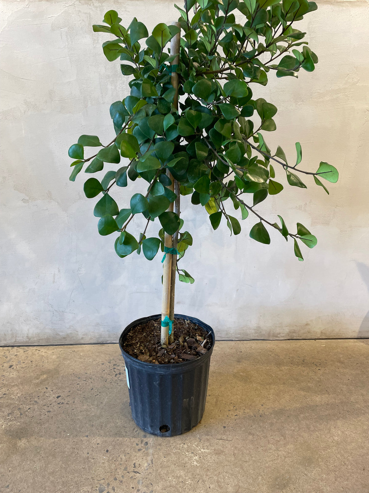 Ficus « Nataliensis »
