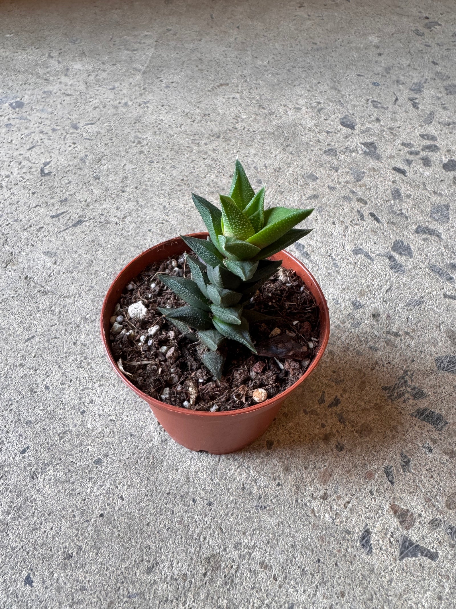 Haworthia viscosa tortuosa