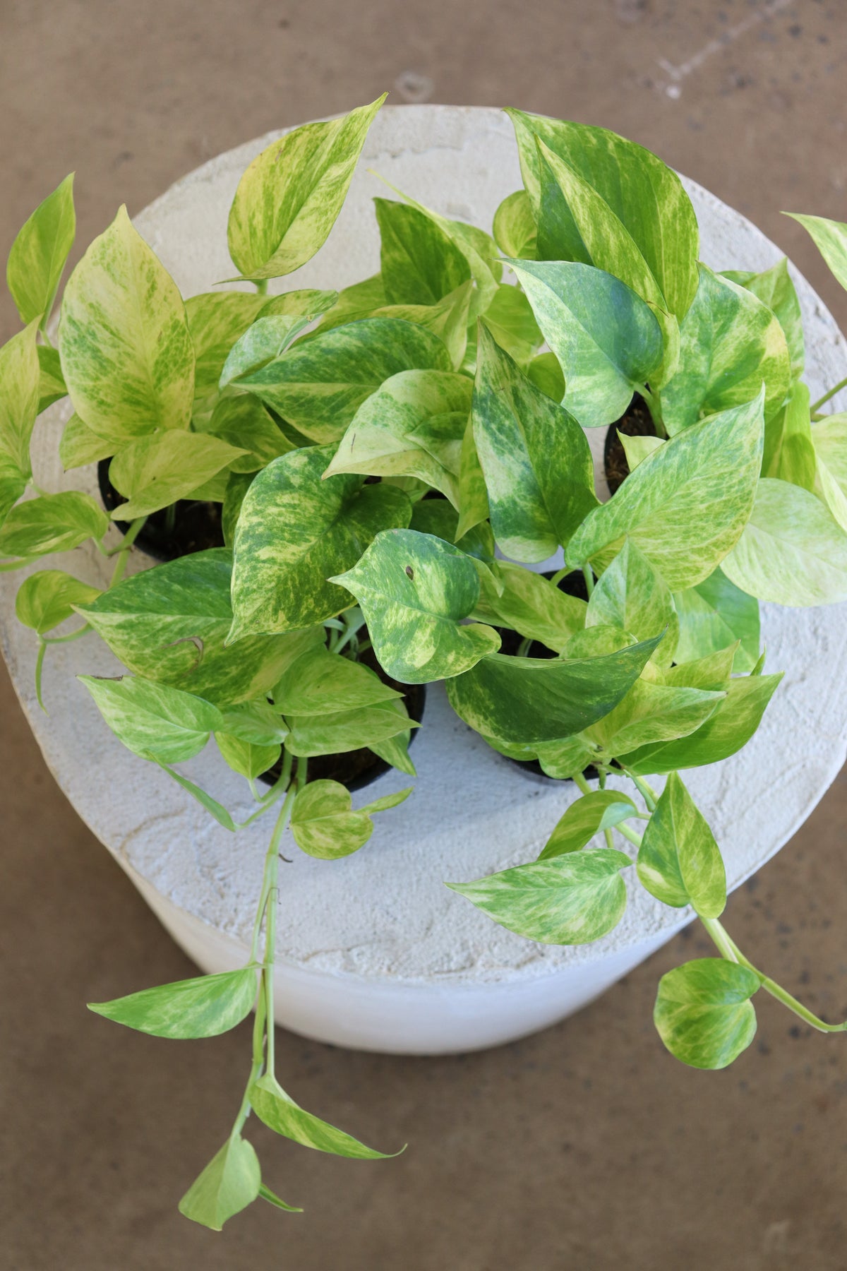 Pothos - Epipremnum aureum « Neon Queen »