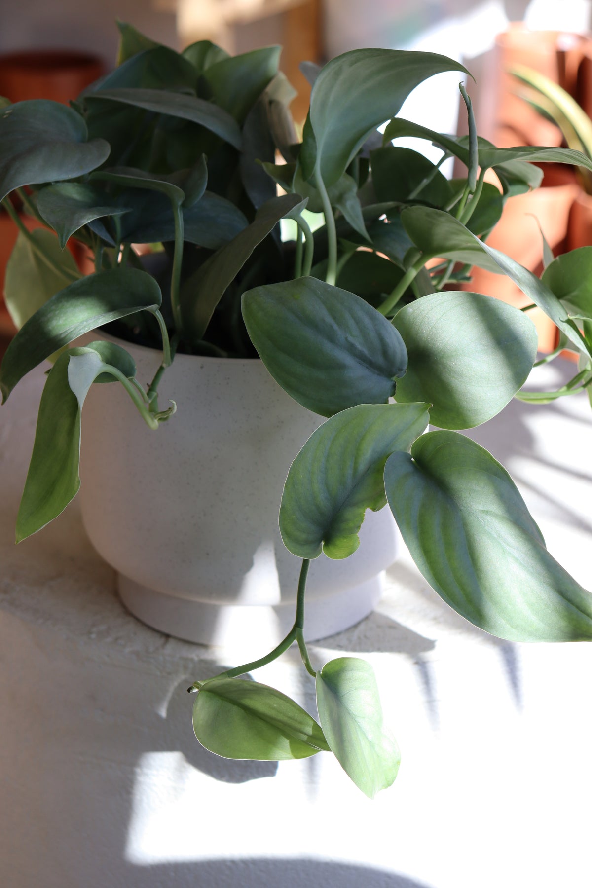 Scindapsus « Java Platinum »