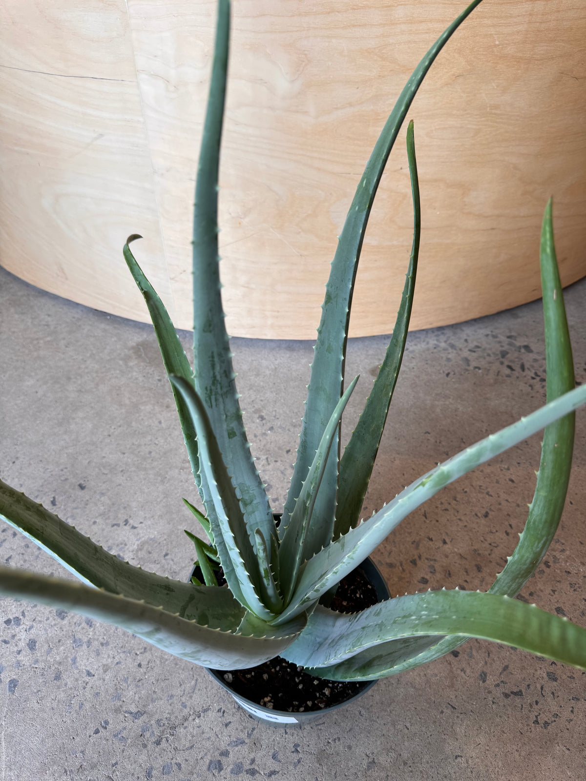 Aloe « Vera »