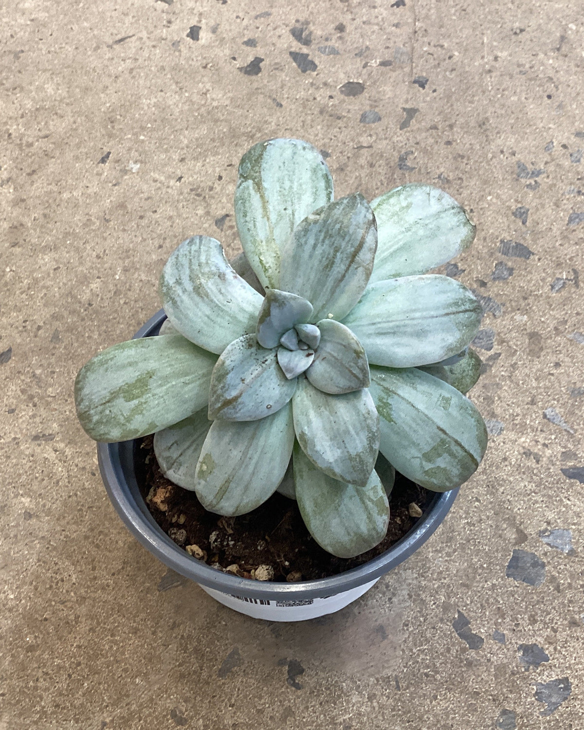 Graptopetalum Silverbum