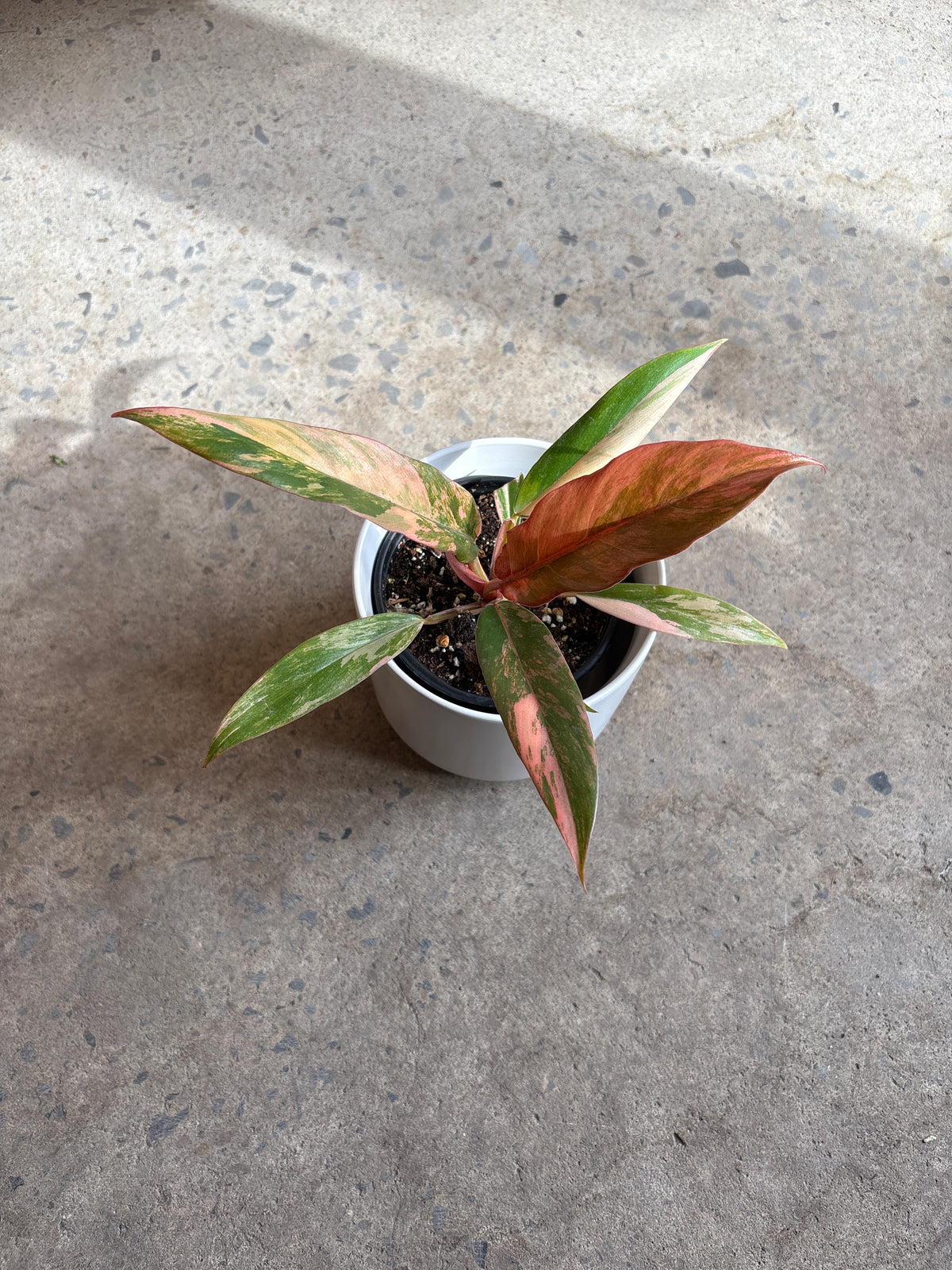 Philodendron Caramel Marble