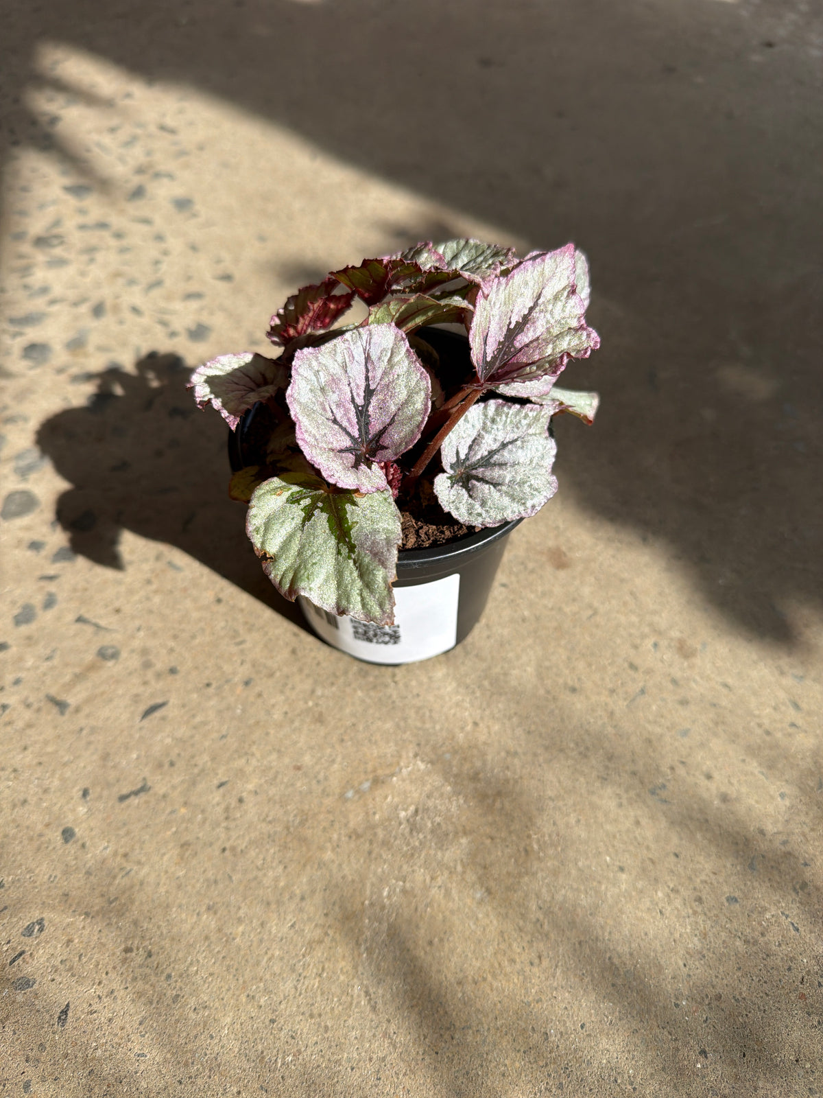 Begonia rex «  Sipirt of Kwale »