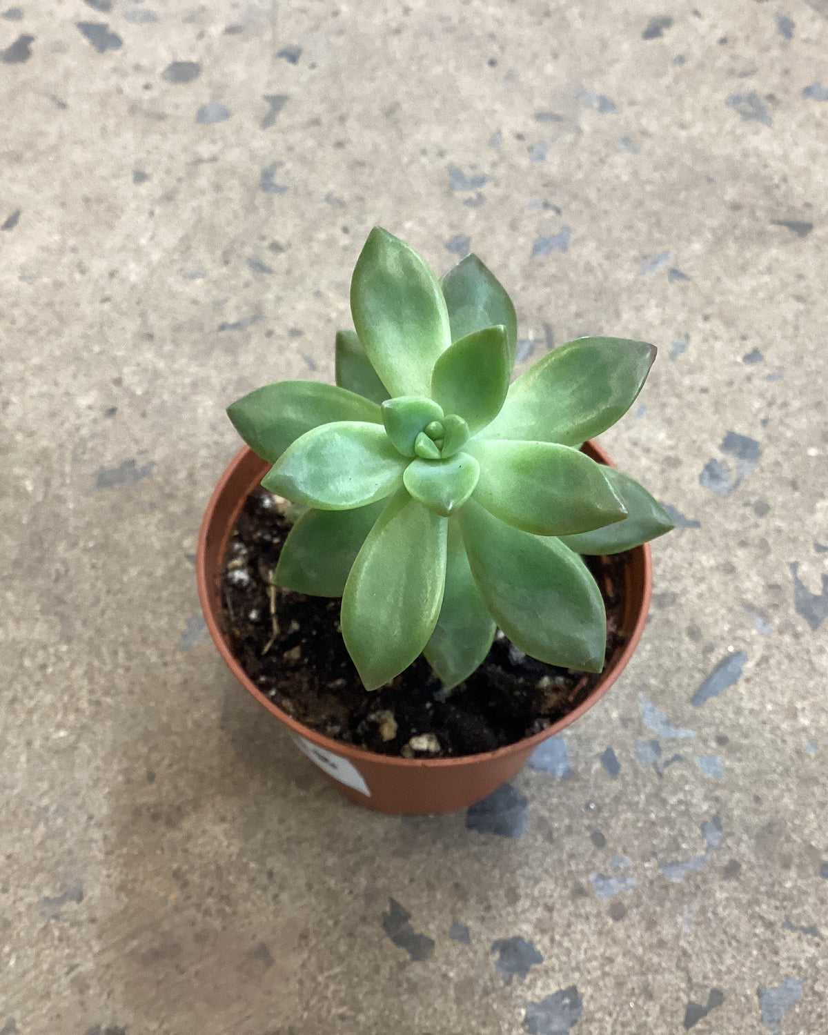 Sedum assortie