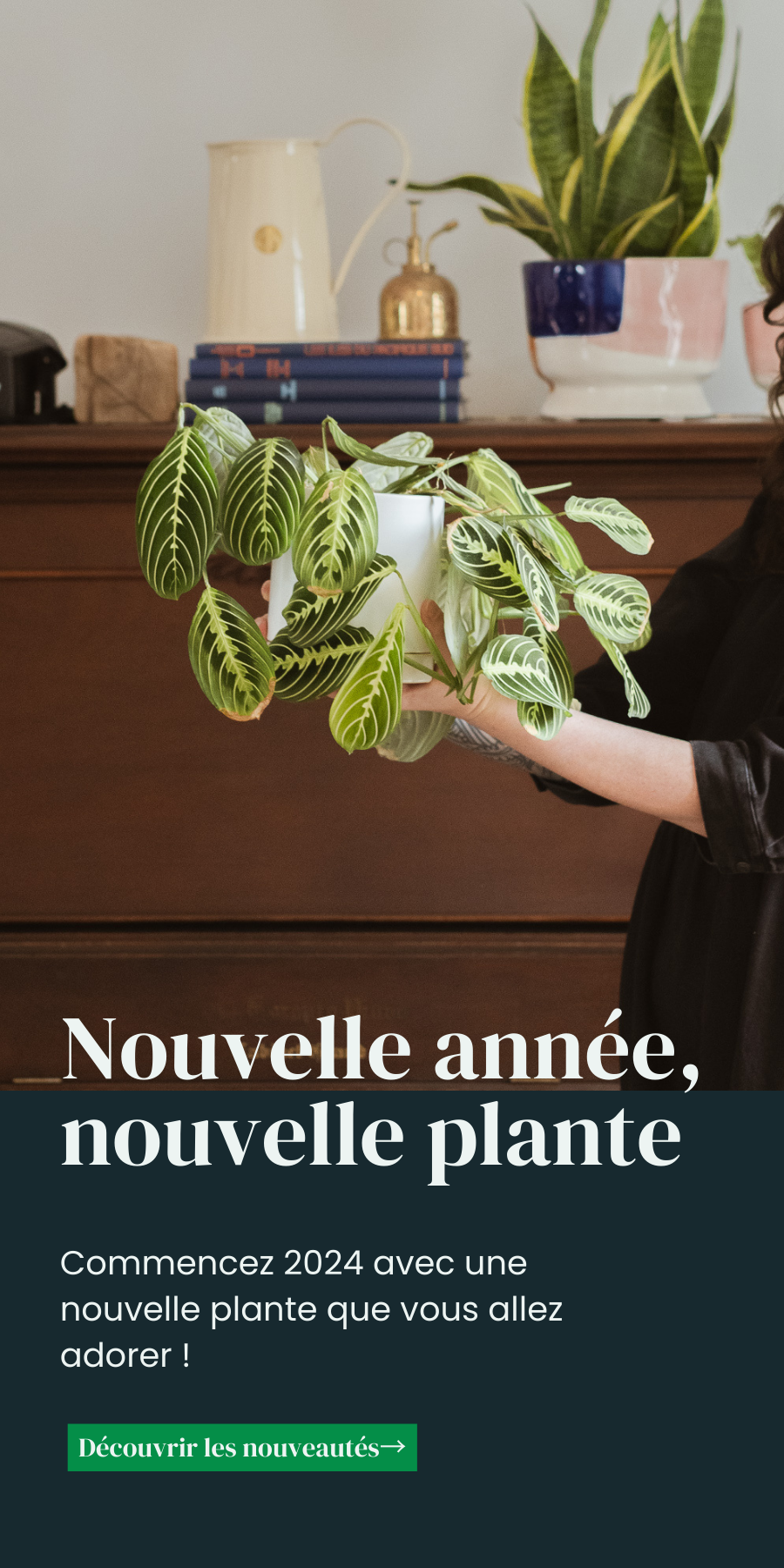 Folia Design : Le spécialiste en plantes d'intérieur à Québec