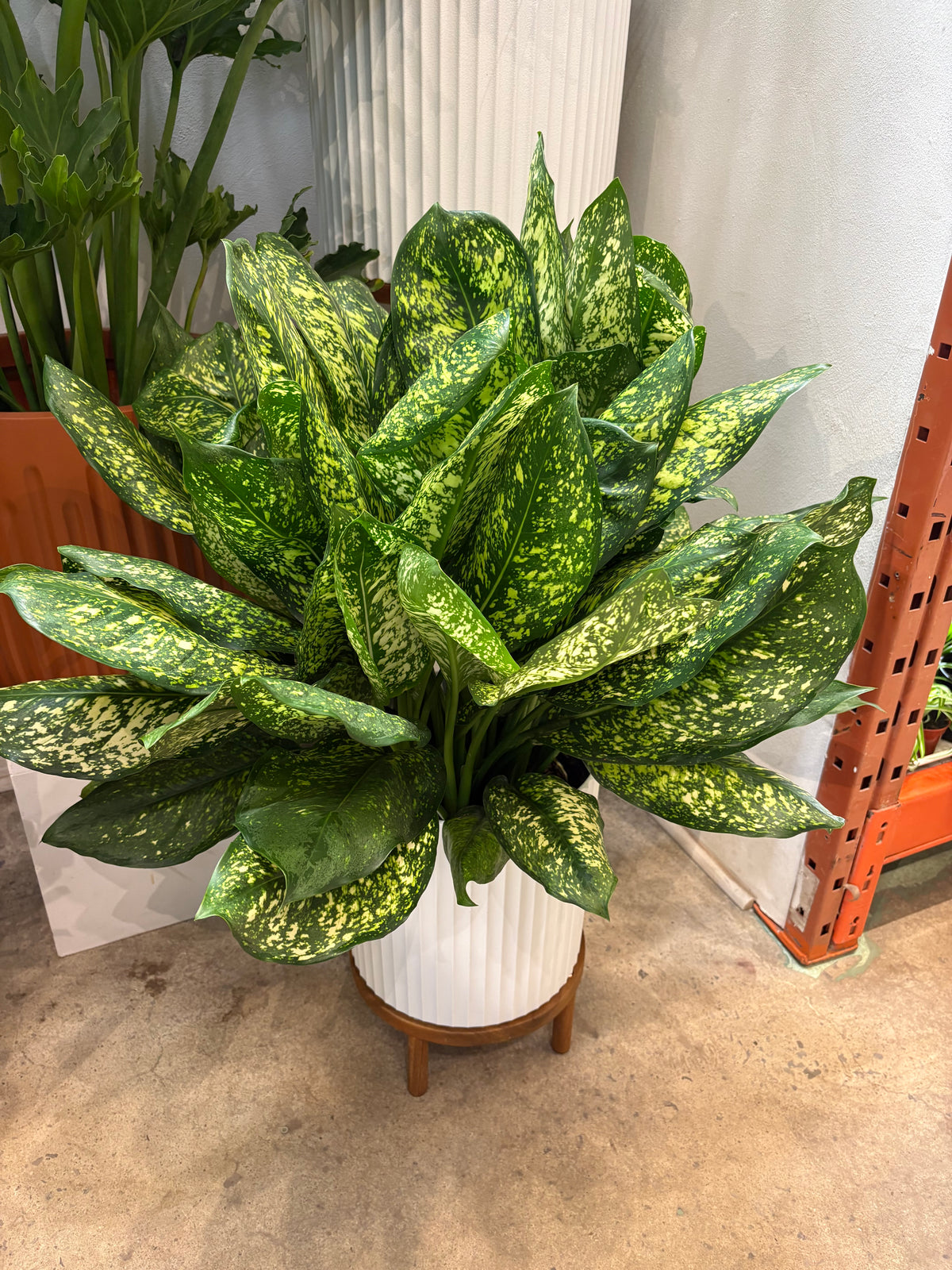 Aglaonema Lumina