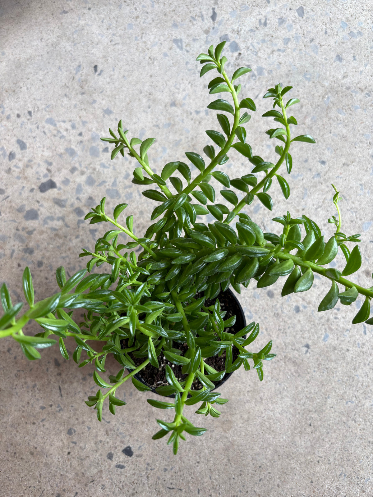 Peperomia Nivalis