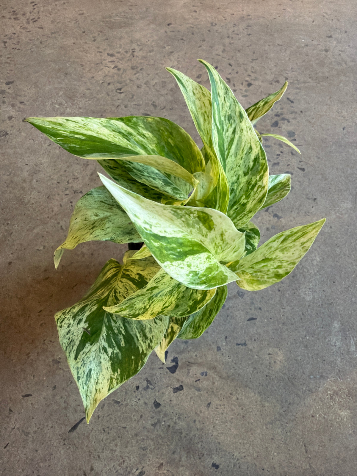 Pothos - Epipremnum aureum « Snow Queen »