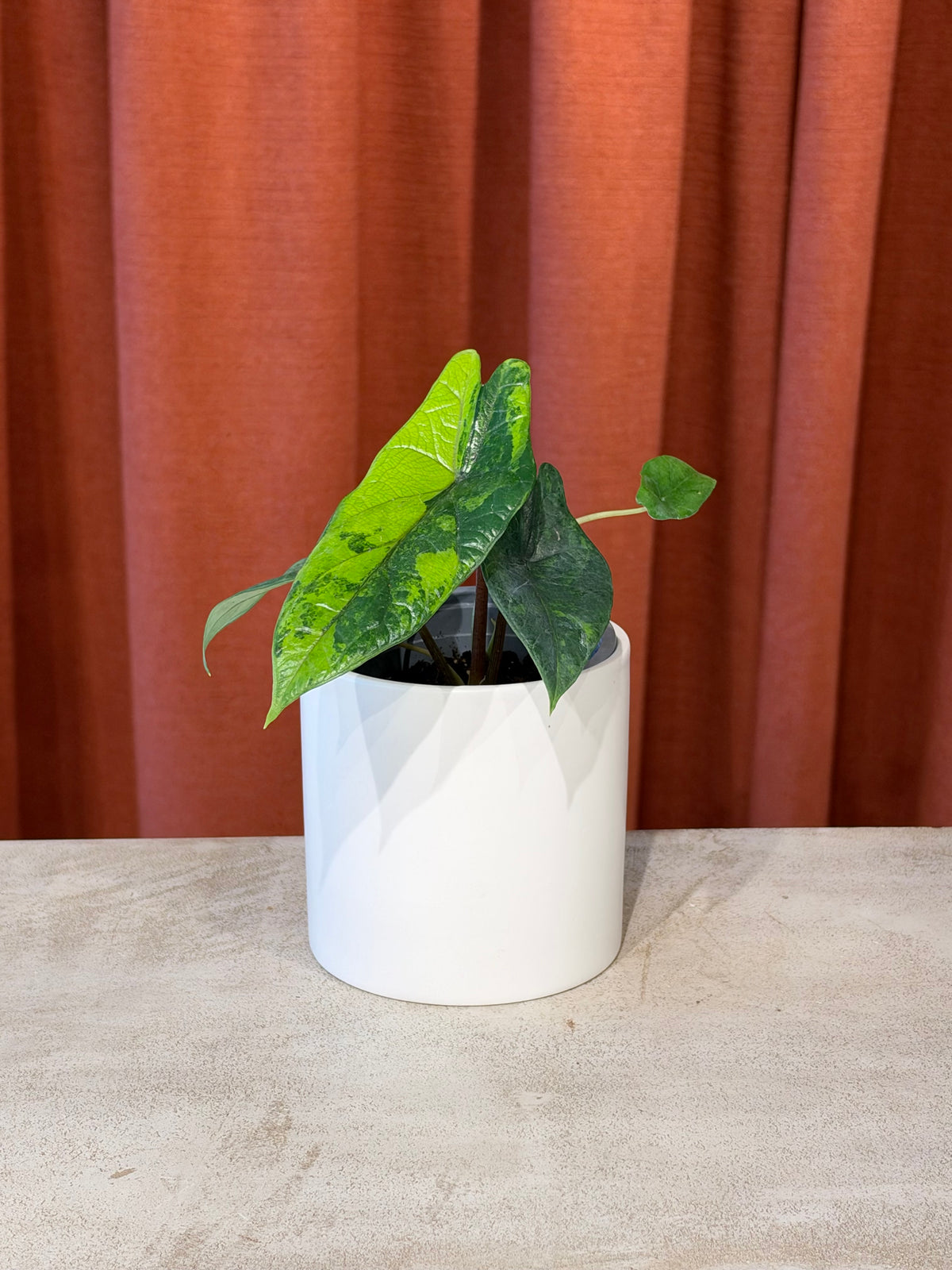Alocasia « Scalprum aurea »