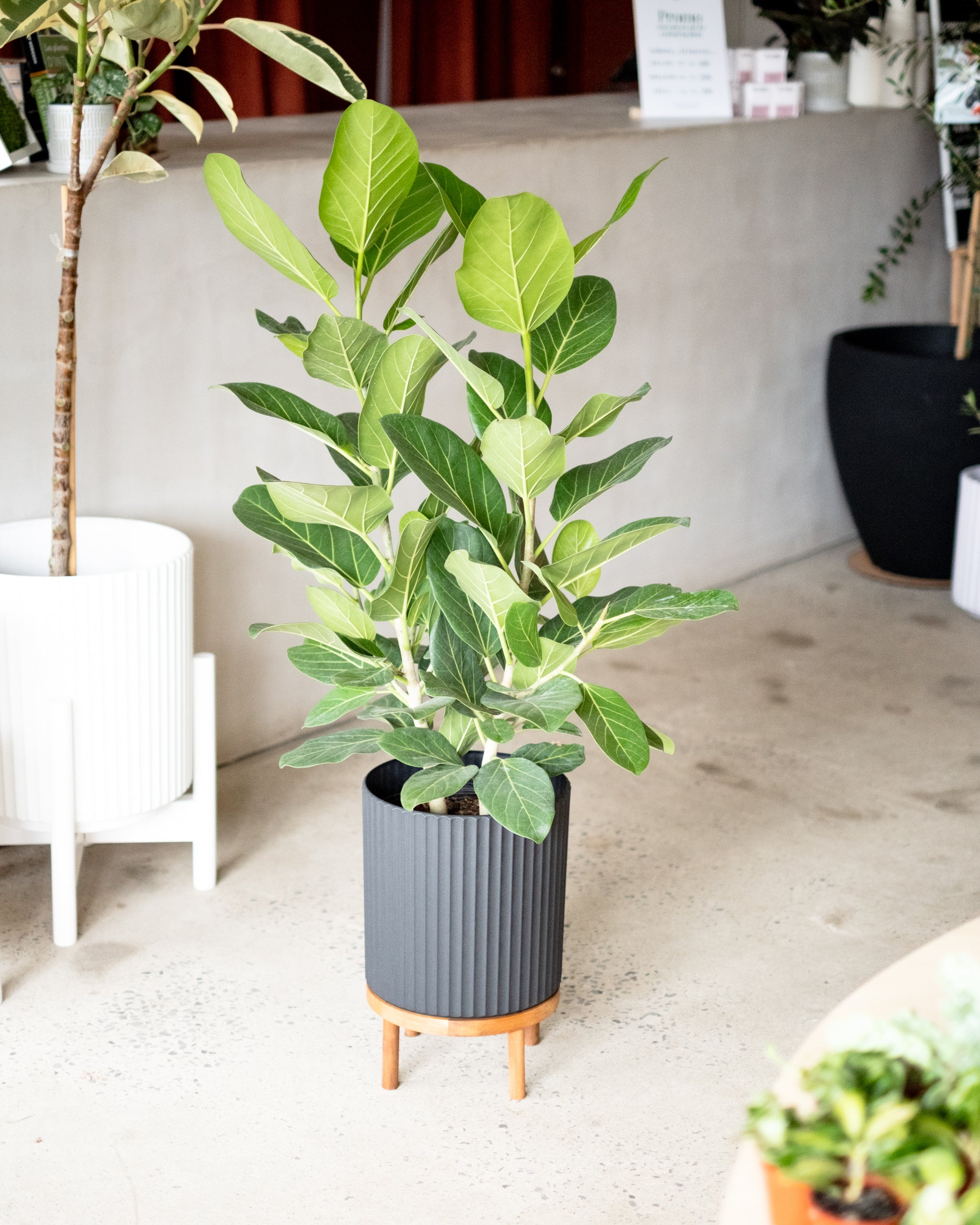 ficus audrey entretien Ficus benghalensis « Audrey »