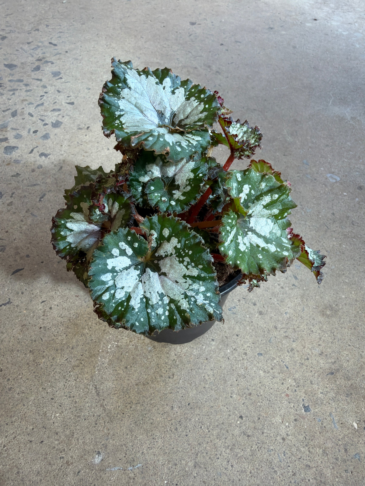 Begonia « Jurassic Megalo Croc »