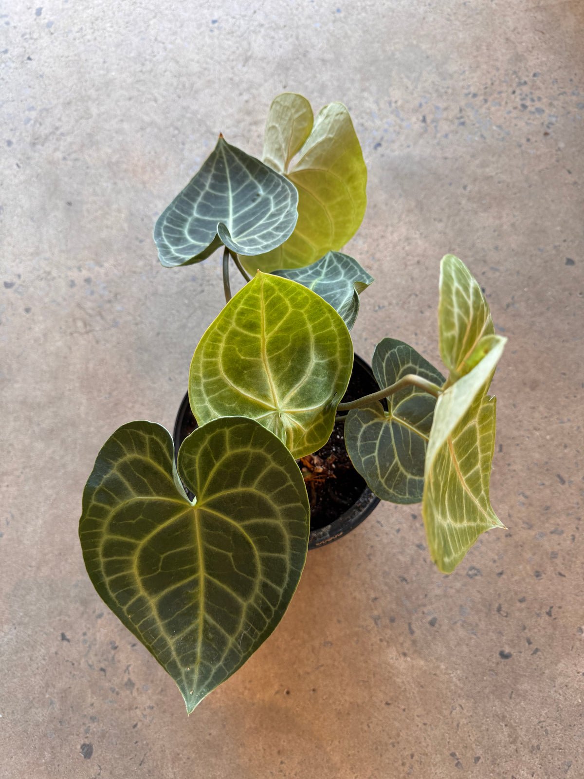 Anthurium clarinervium