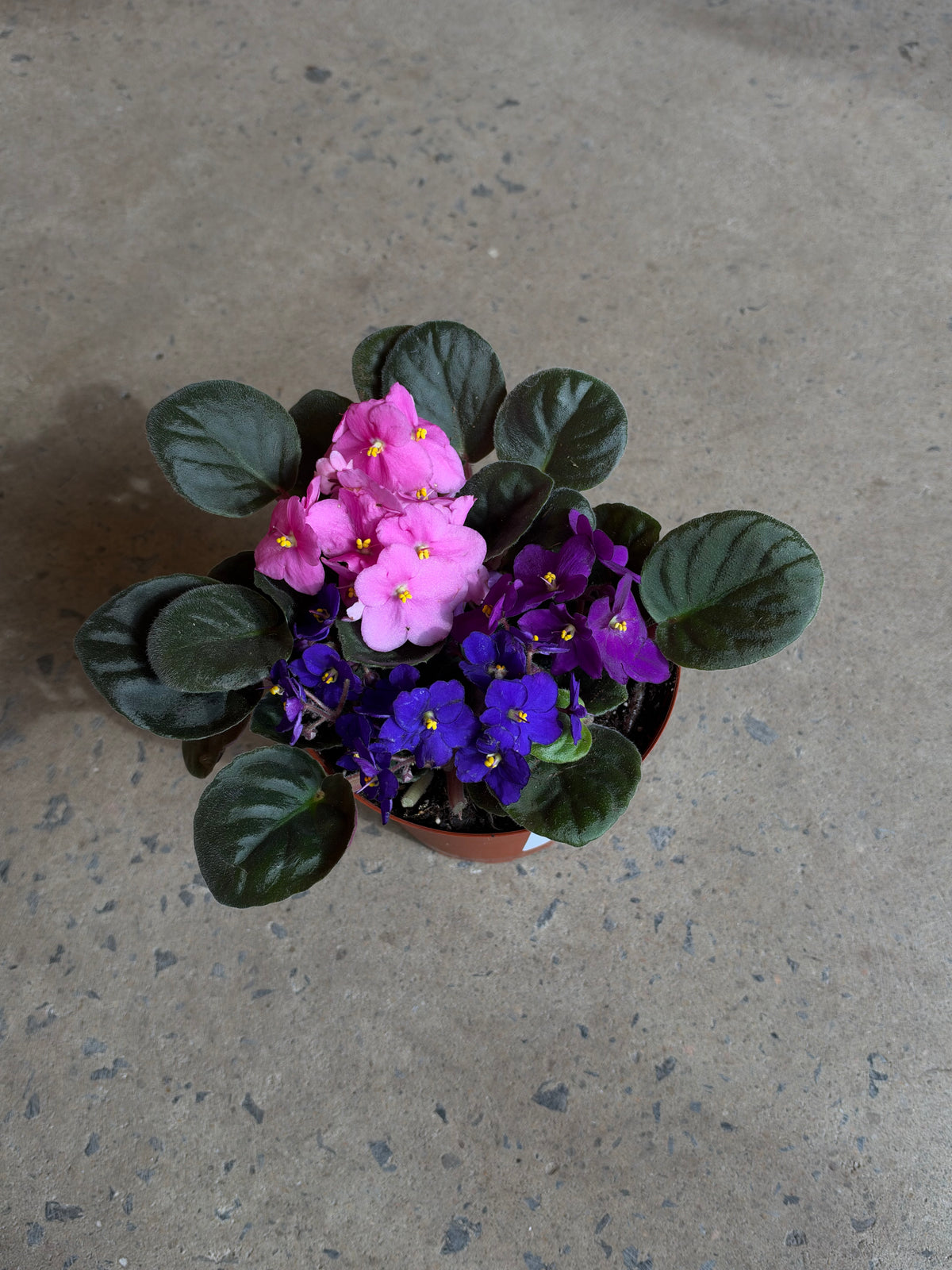Streptocarpus ionanthus (Violette Africaine)
