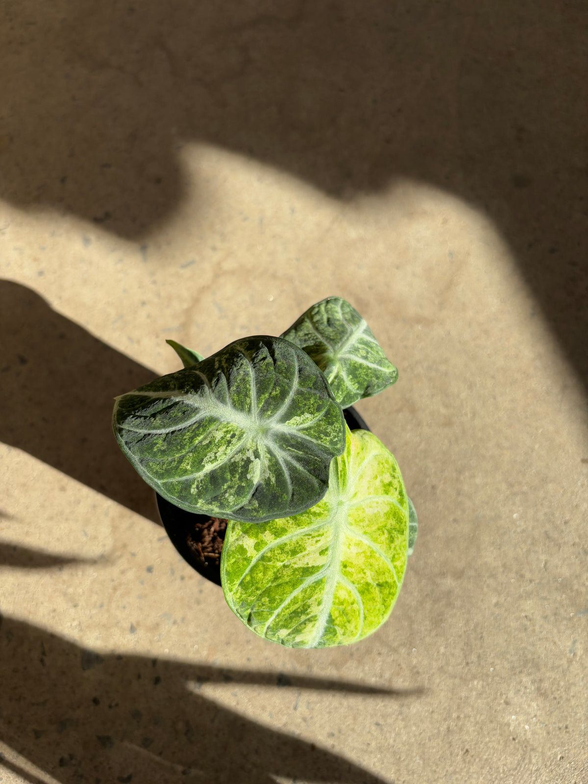 Alocasia Ninja variegata
