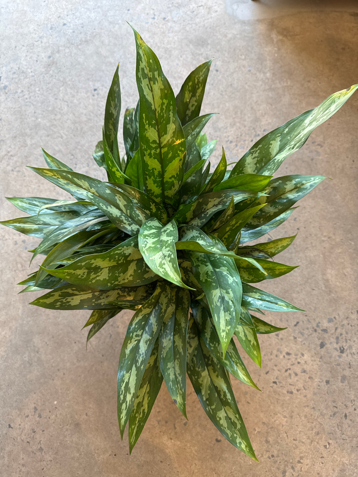 Aglaonema « Maria » 