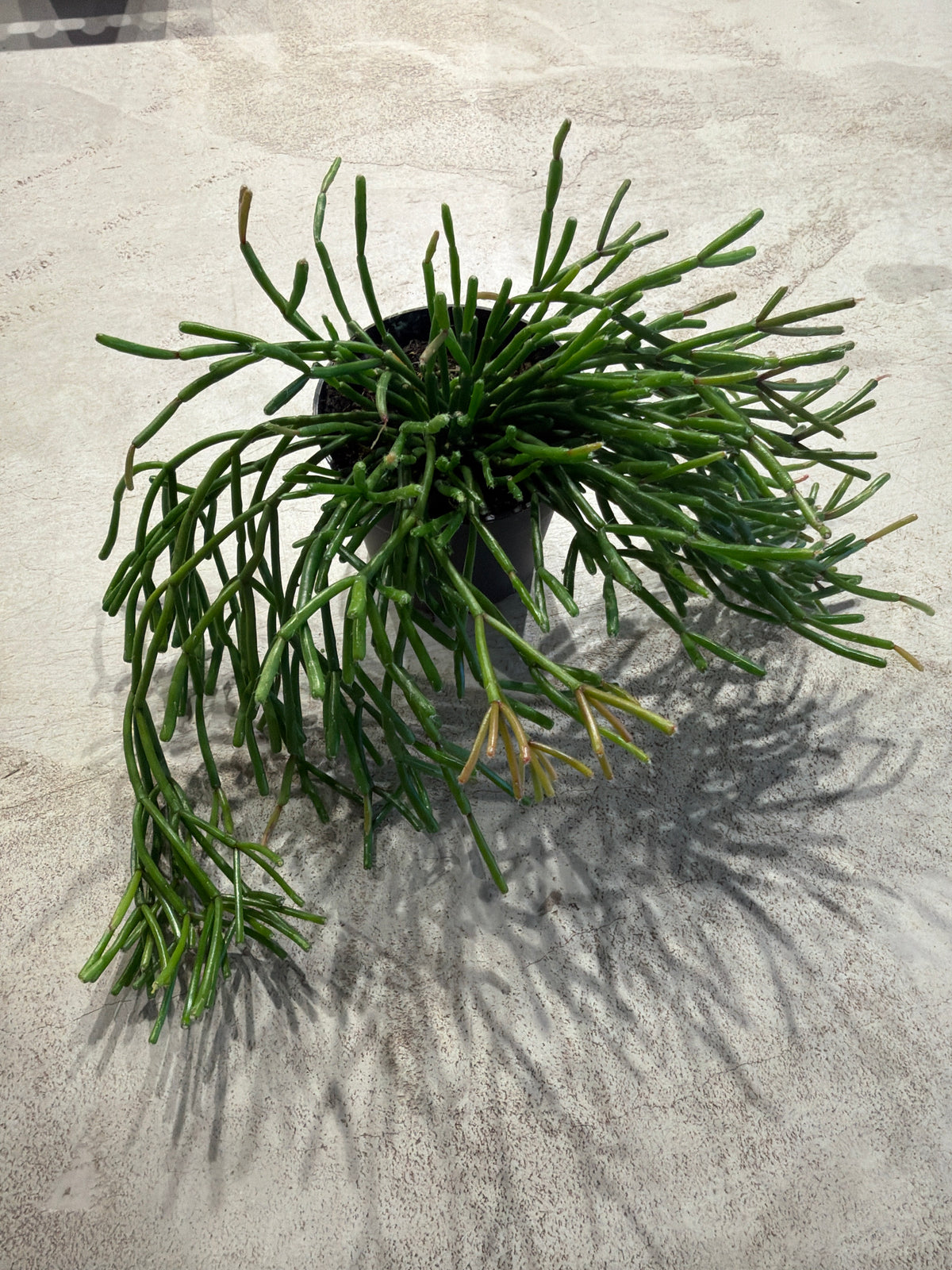Rhipsalis baccifera