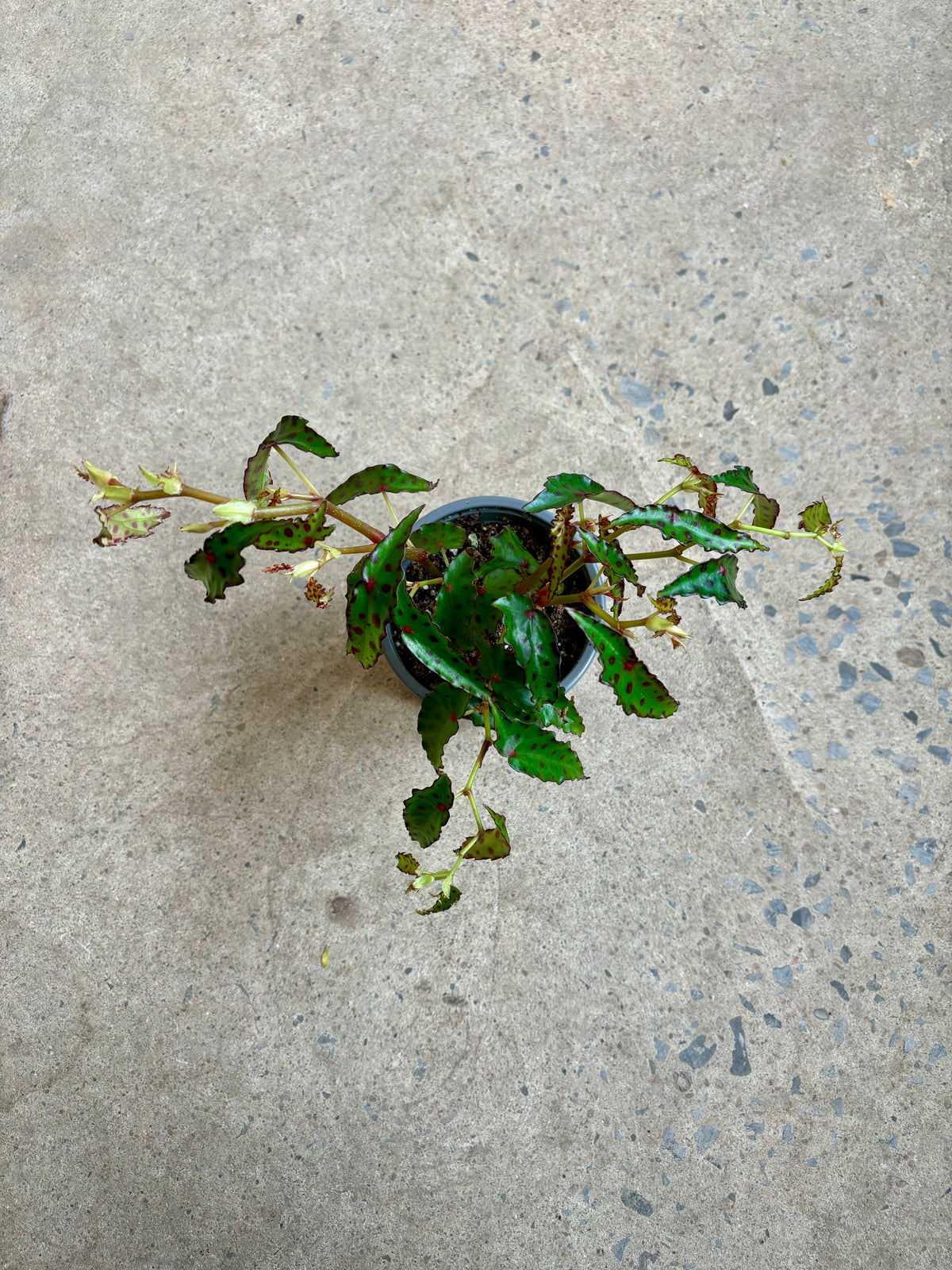 Begonia « Amphiosiux »