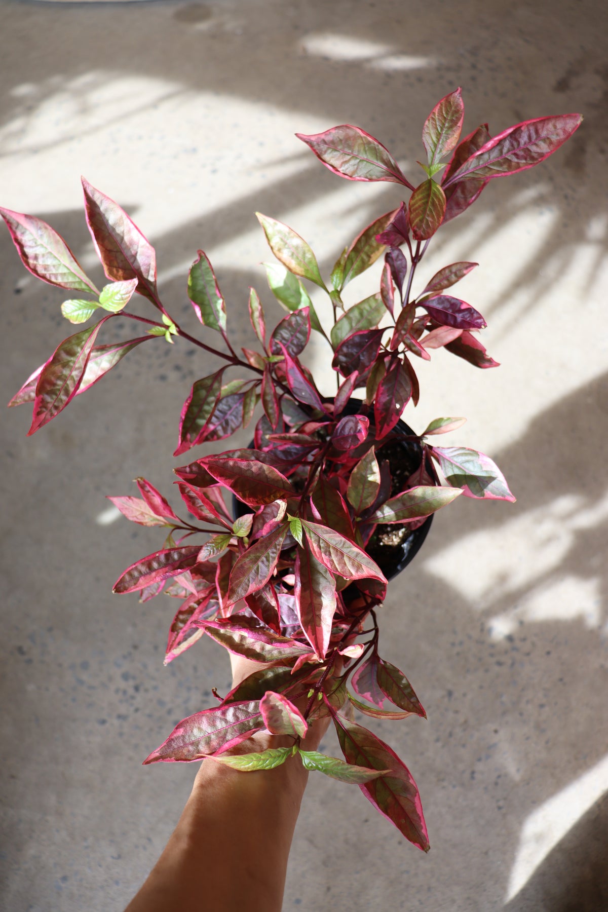 Alternanthera ficoides « Party Time »