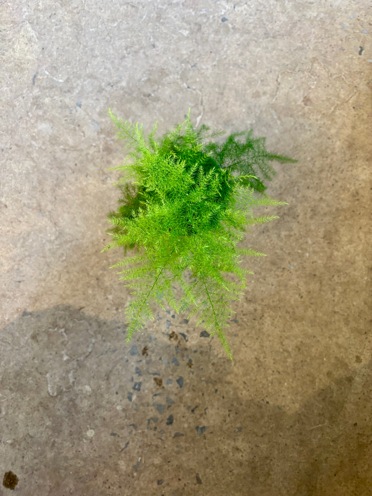 Asparagus setaceus