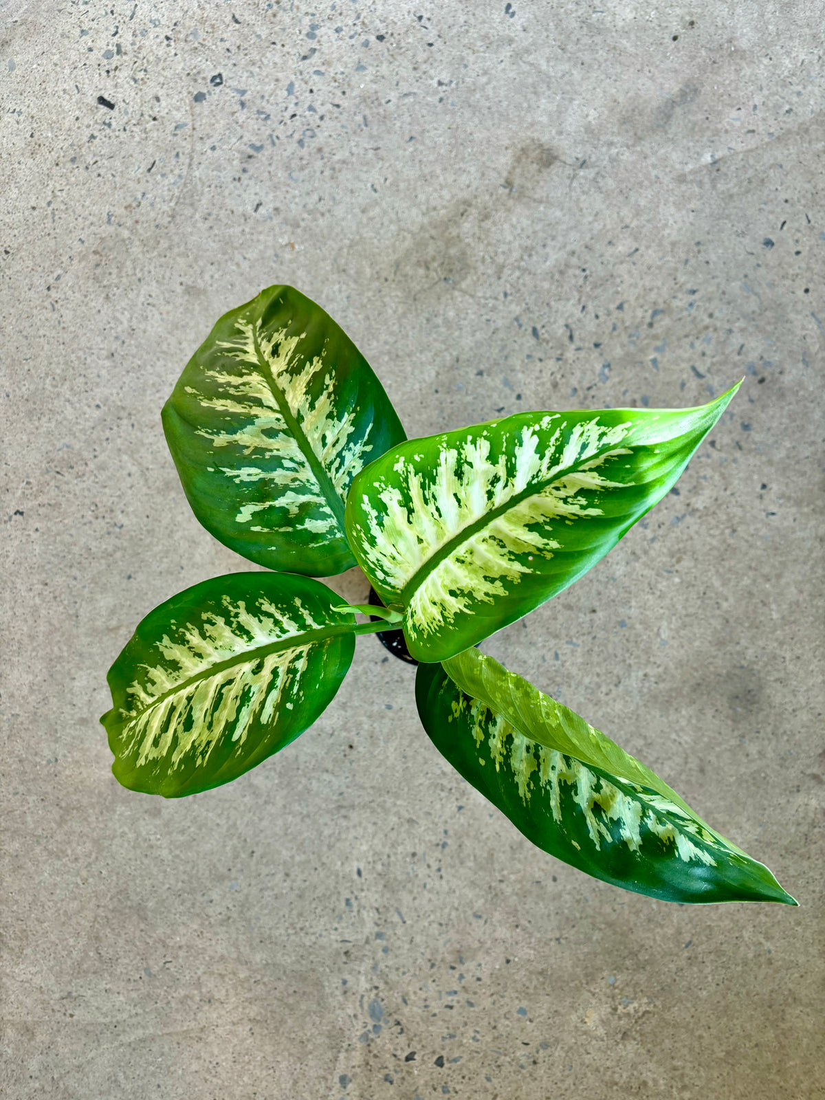 Dieffenbachia « Tropic Snow »