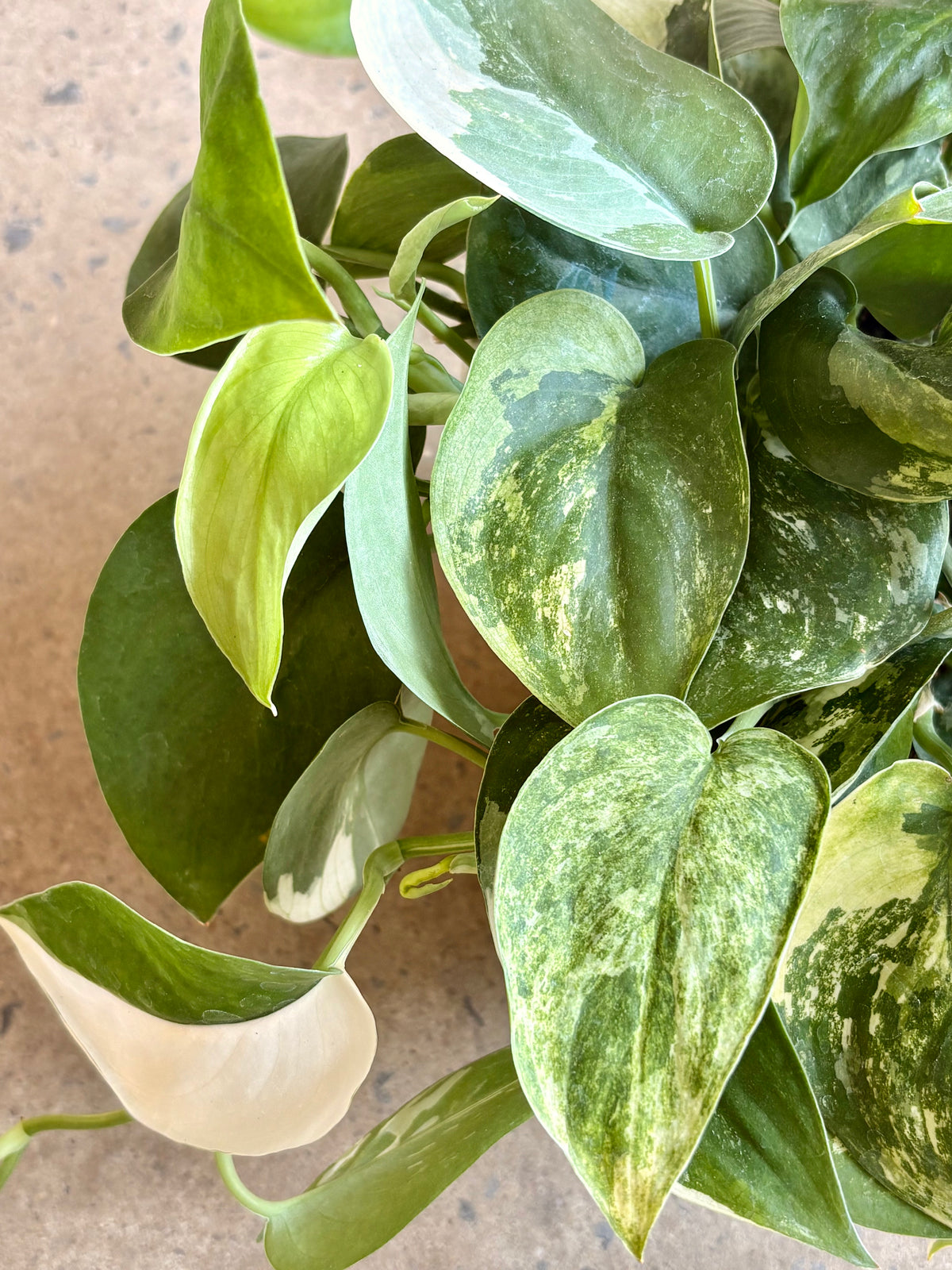 Scindapsus Jade Satin Variegata