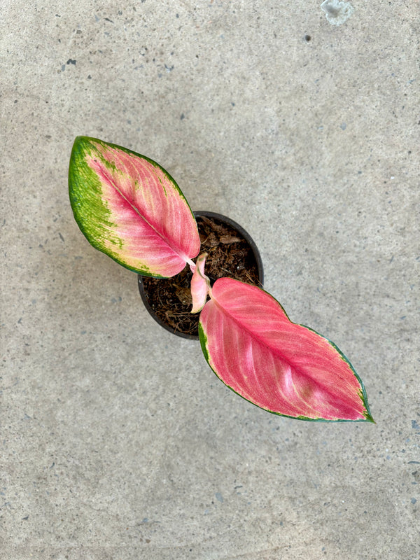 Aglaonema « Red King » - Folia Design