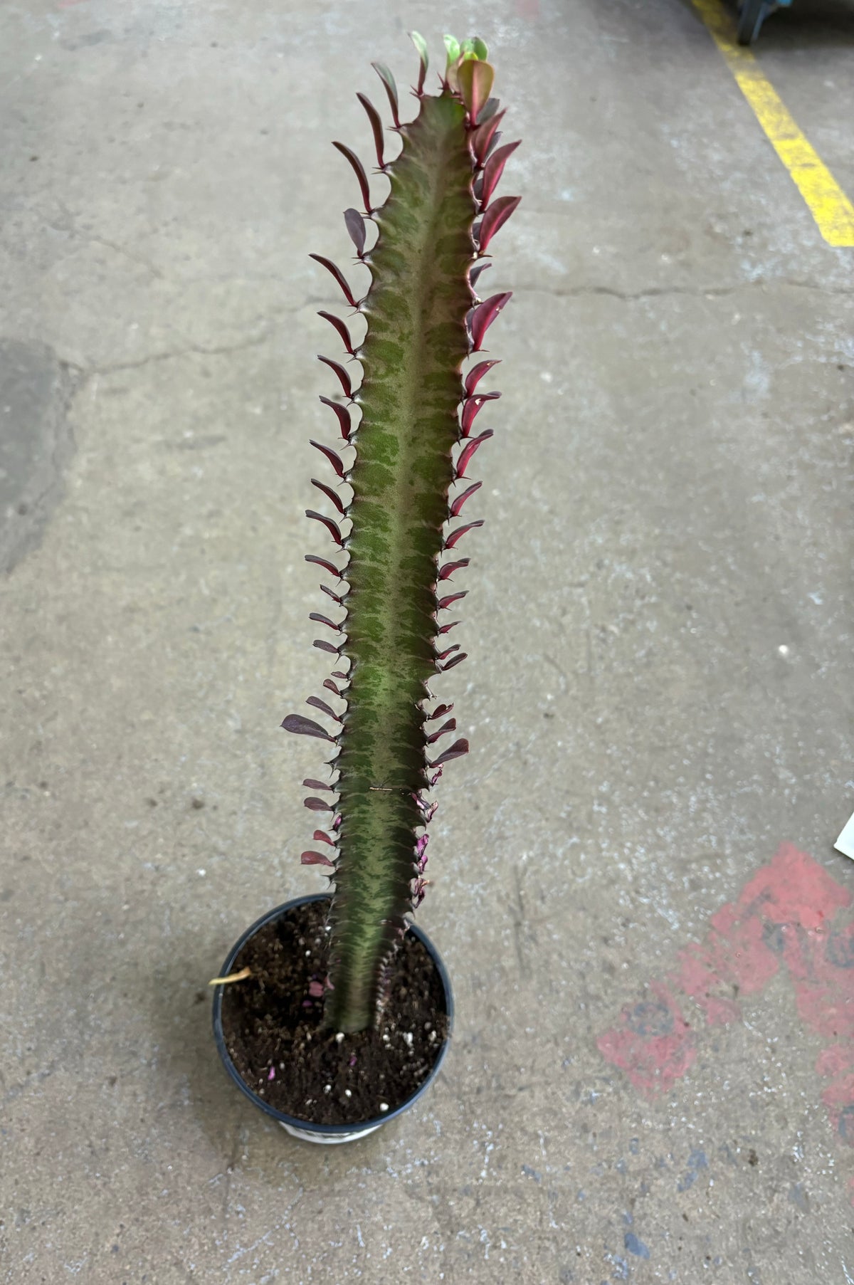 Euphorbia trigona