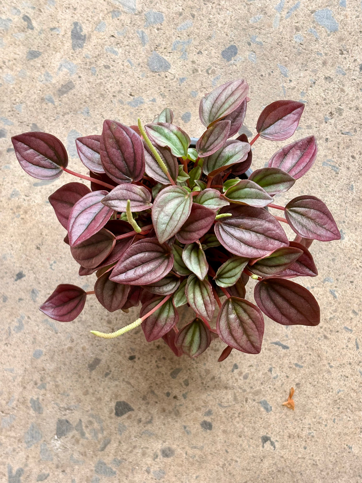Peperomia Caperata Cayenne