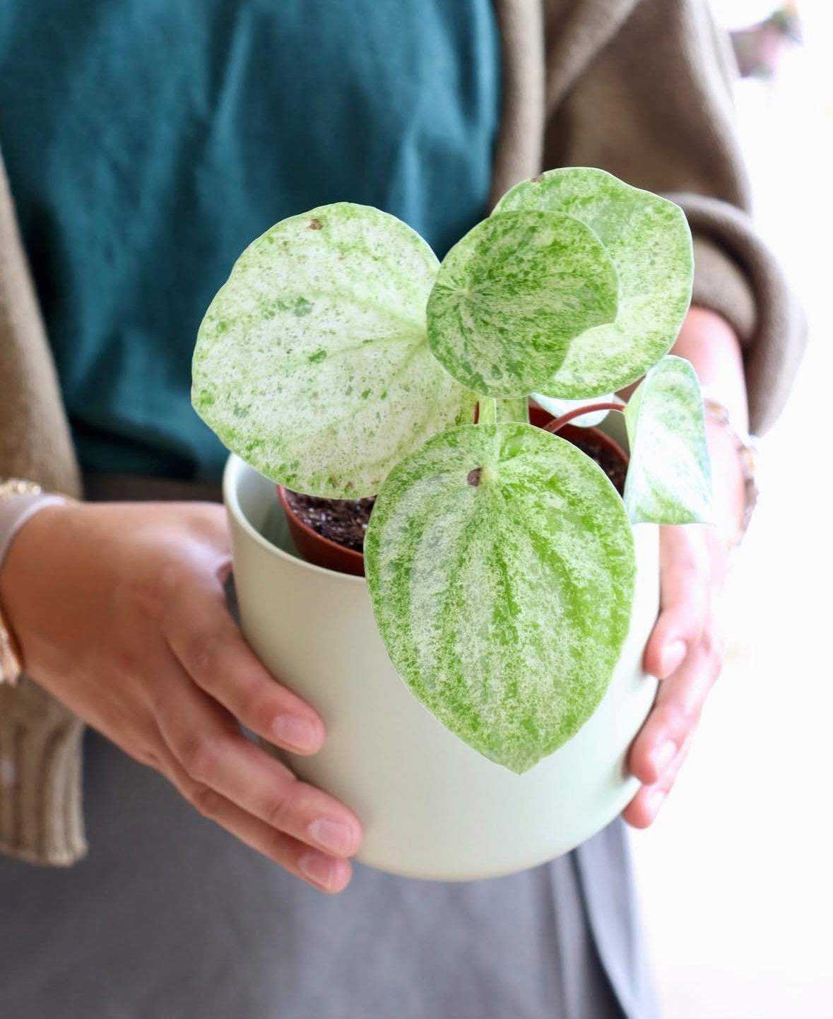 Peperomia argyreia « Melon d&#39;eau » 