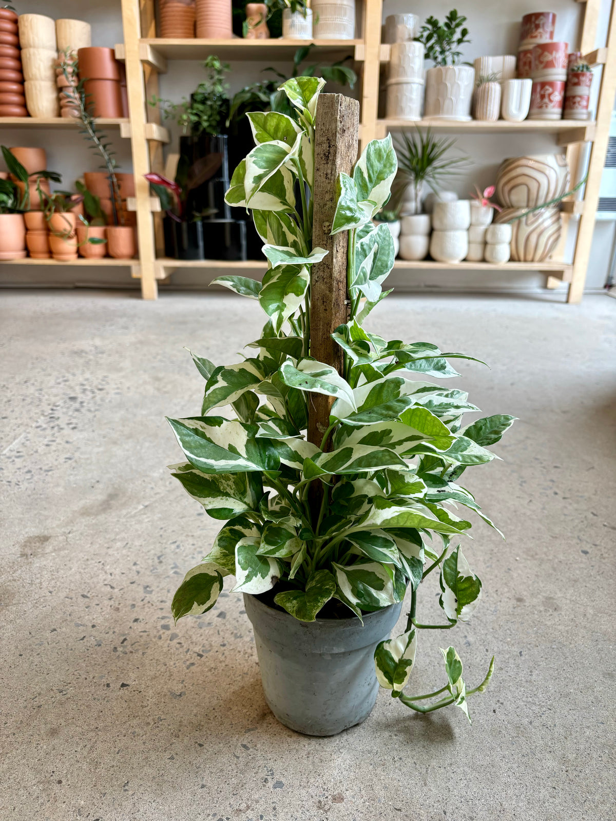 Pothos Pearl and Jade