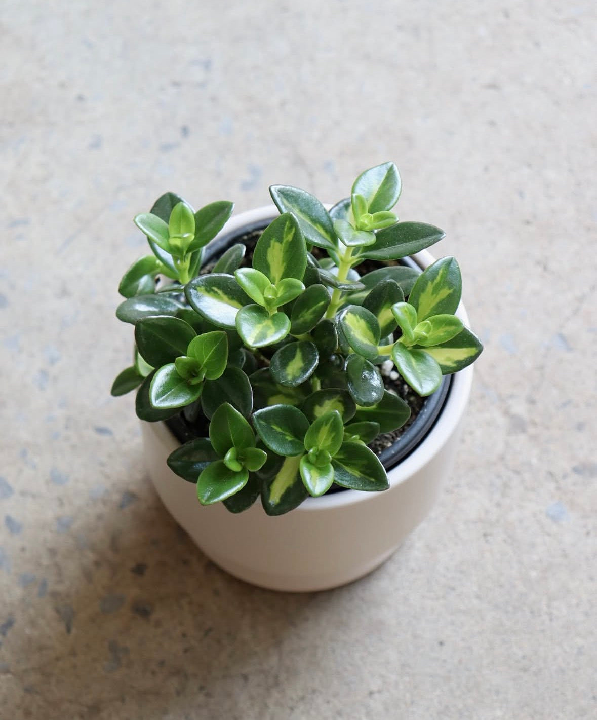 Nematanthus « Gregarius » Variegata