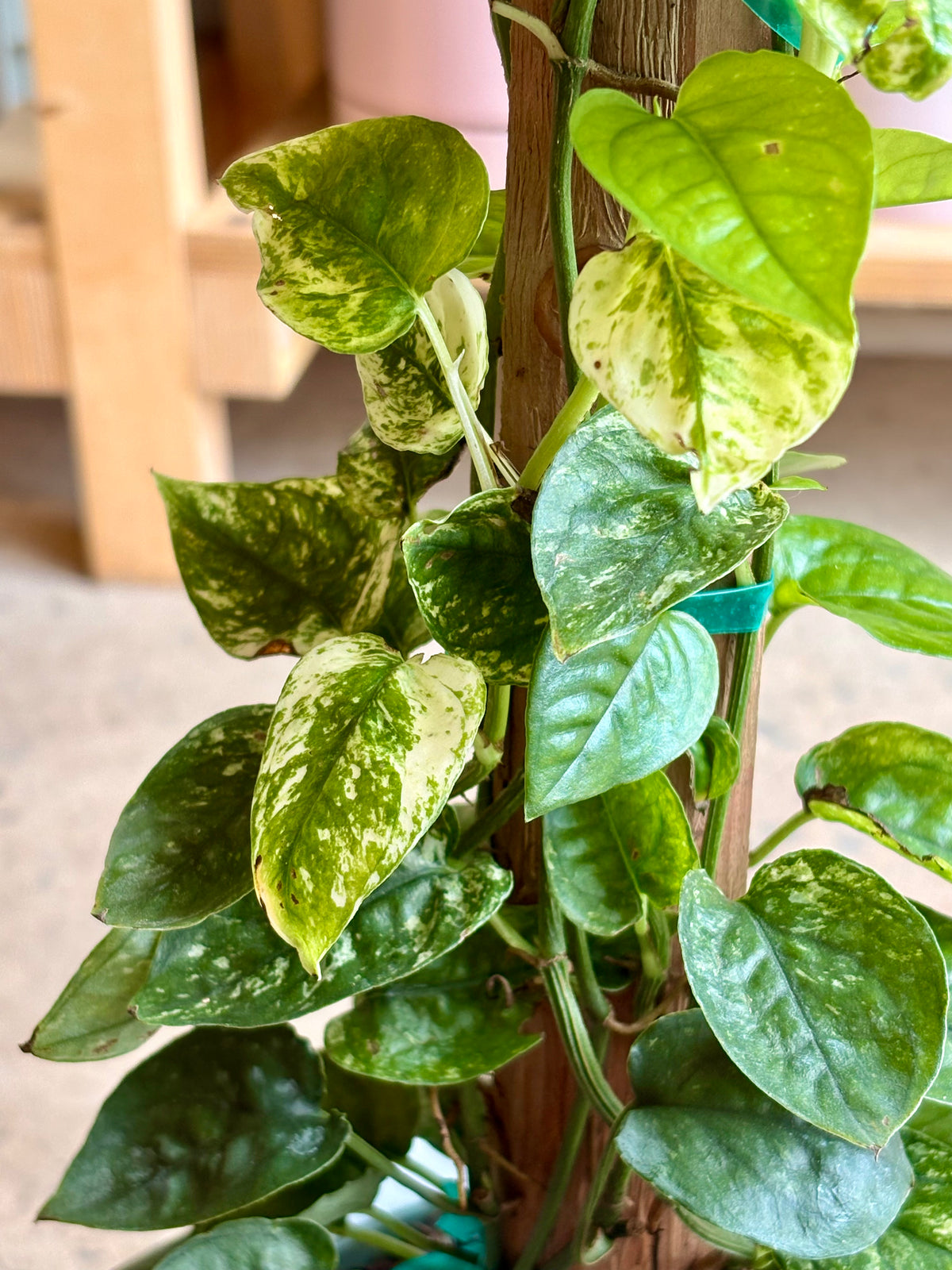 Pothos Cebu Blue « Ghost »