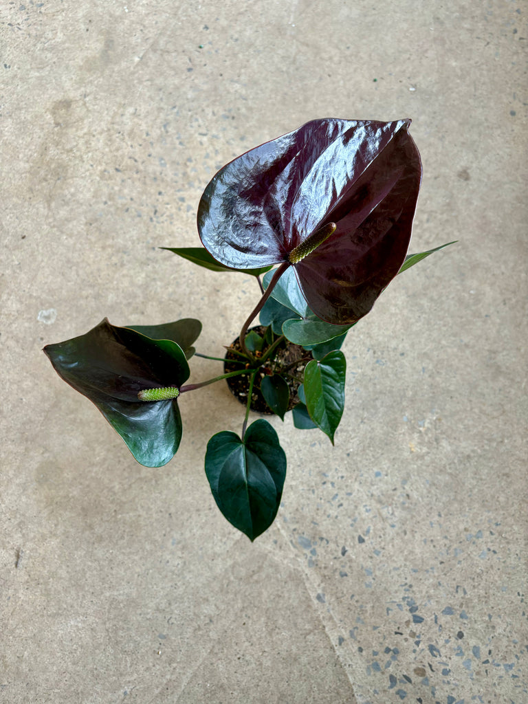 anthurium noir Anthurium Andreanum Noir