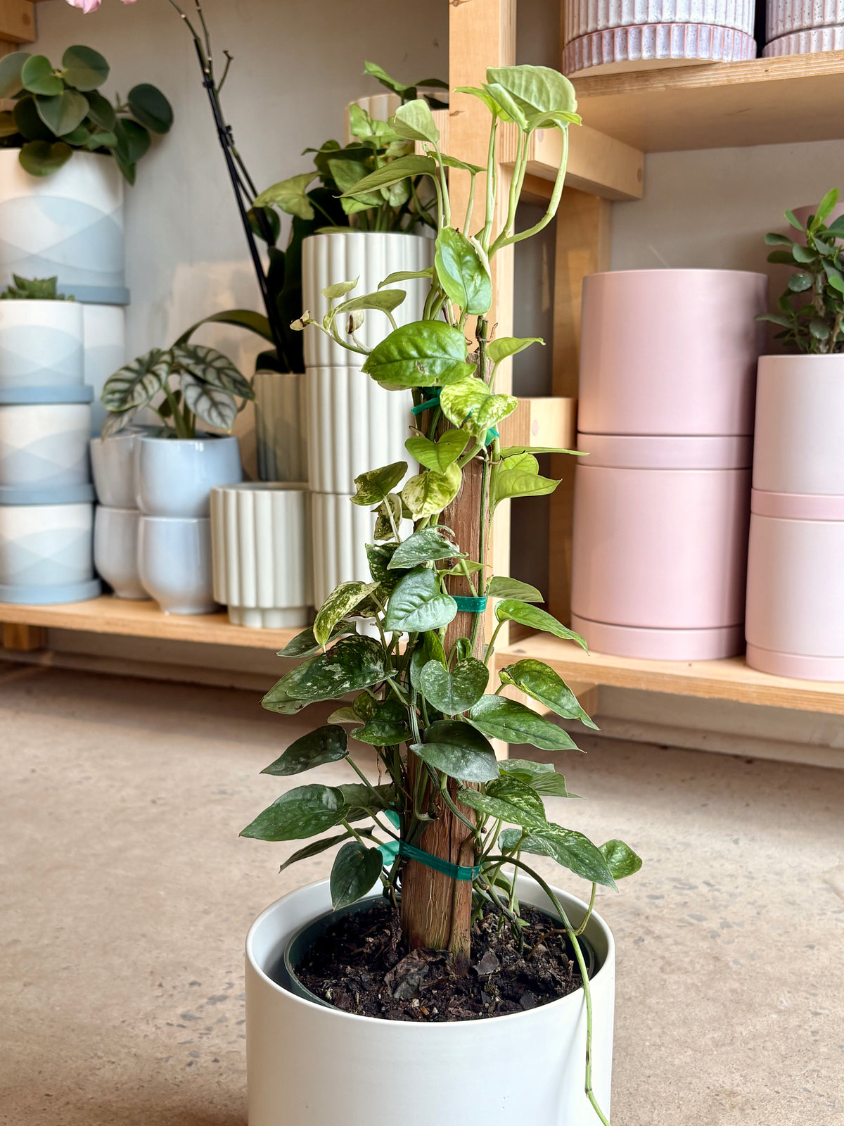 Pothos Cebu Blue « Ghost »