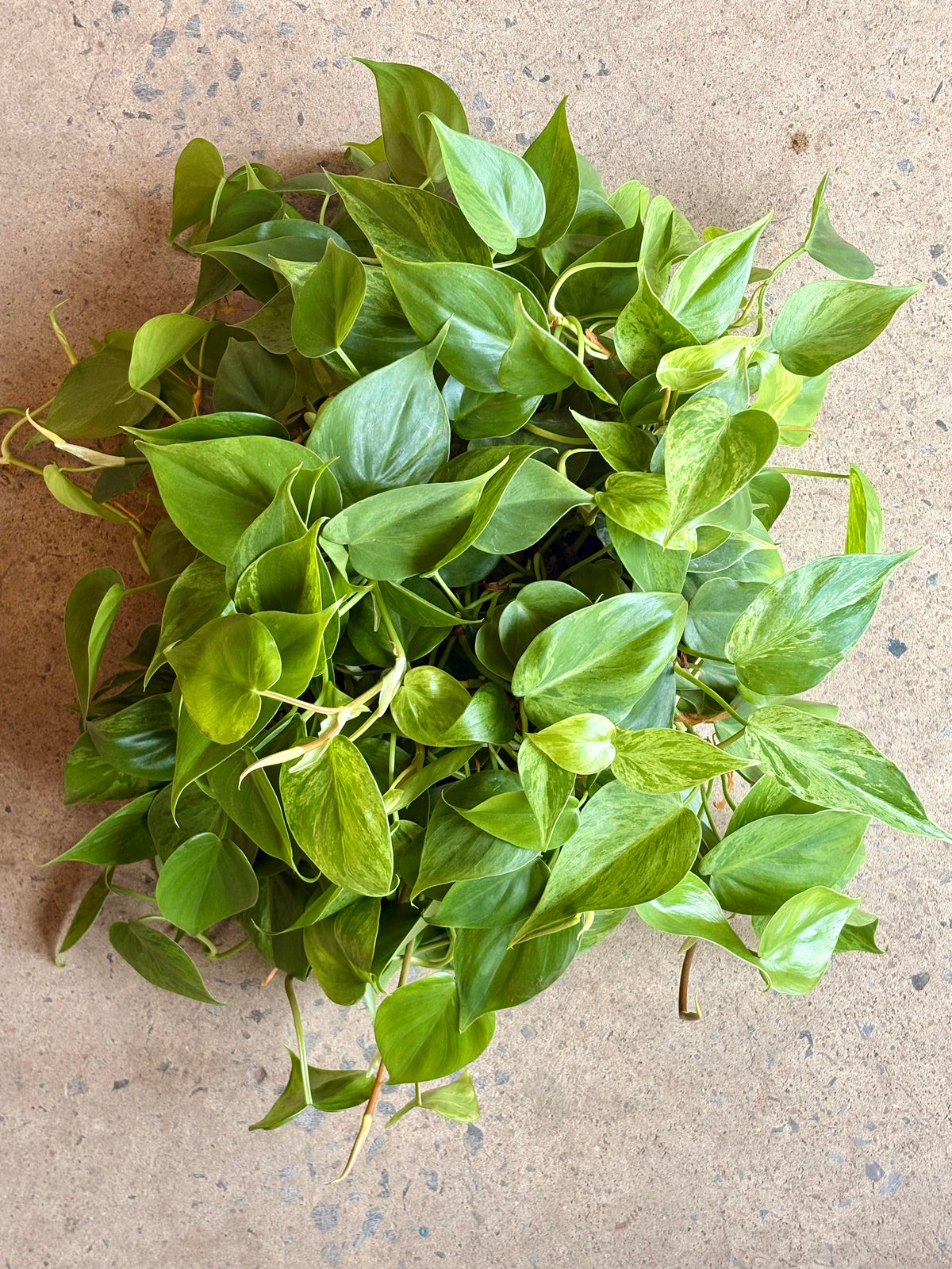 Philodendron cordatum Variegata