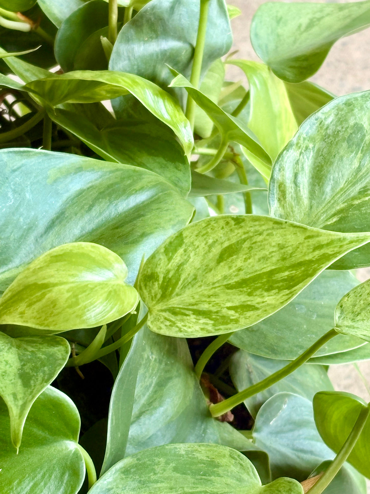 Philodendron cordatum Variegata