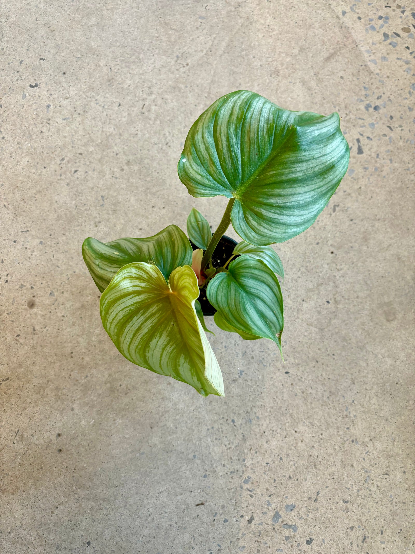 Philodendron Plowmanii